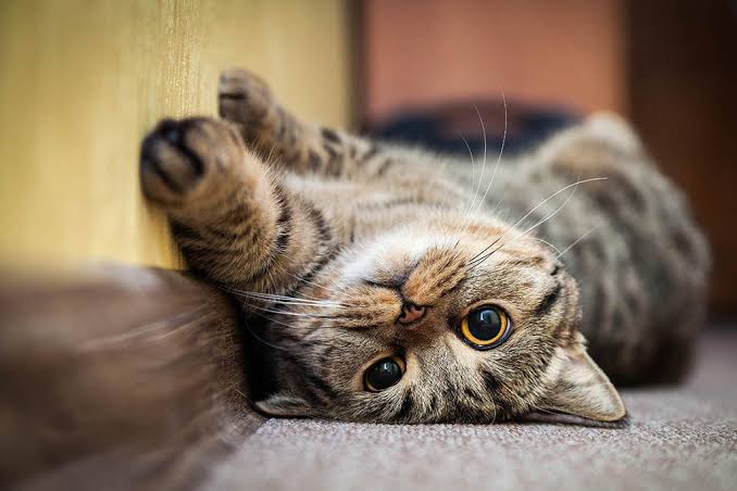 kedi sesleri ve anlamlari kaya veteriner klinigi